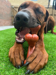 Bamboodles Y-Bone Dog Chew Toy | Bacon Flavour | Durable Chew for Small Dogs | Long Lasting Natural Dog Toy to Help Support Healthy Chewing