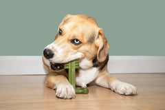 Bamboodles T-Bone Dog Chew Toy