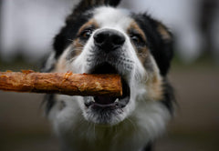 Fieldcrest Farms Nothing to hide Collegan Dog Chews (5", Beef)