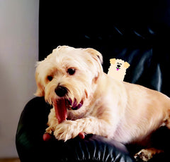 Bamboodles T-Bone Dog Chew Toy