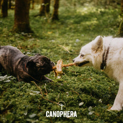Canophera Dog CHEW Made of Coffee Wood and Coconut Rope