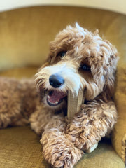 Bamboodles T-Bone Dog Chew Toy