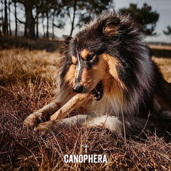 Canophera Coffee wood dog chew sticks for regular chewers