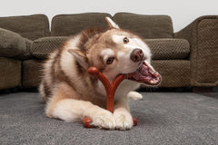 Bamboodles Y-Bone Dog Chew Toy | Bacon Flavour | Durable Chew for Small Dogs | Long Lasting Natural Dog Toy to Help Support Healthy Chewing