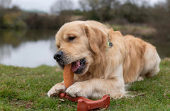 Bamboodles Salmon Chew Toy - for puppies and non aggressive chewers