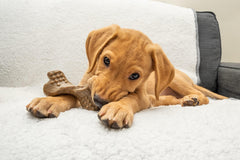 Bamboodles Puppy chews with Chicken flavour - for aggressive little chewers