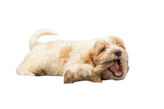 Bamboodles Puppy chews with Chicken flavour - for aggressive little chewers