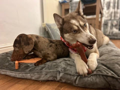 Bamboodles Y-Bone Dog Chew Toy | Bacon Flavour | Durable Chew for Small Dogs | Long Lasting Natural Dog Toy to Help Support Healthy Chewing