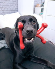 Bamboodles Y-Bone Dog Chew Toy | Bacon Flavour | Durable Chew for Small Dogs | Long Lasting Natural Dog Toy to Help Support Healthy Chewing