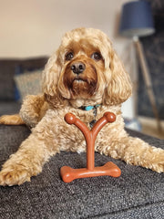 Bamboodles Y-Bone Dog Chew Toy | Bacon Flavour | Durable Chew for Small Dogs | Long Lasting Natural Dog Toy to Help Support Healthy Chewing