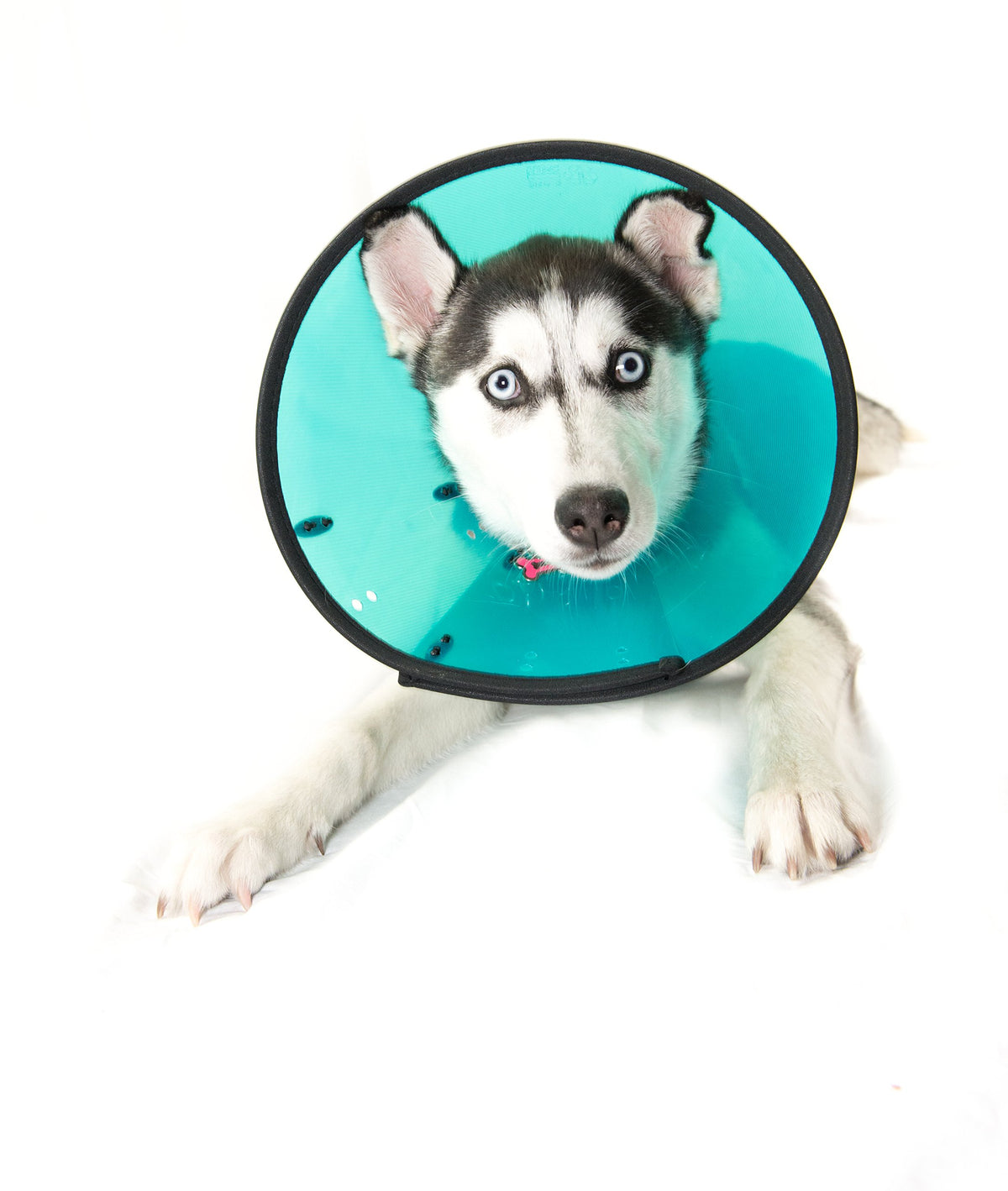 MDC Pet Products Smart Collar