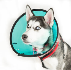 MDC Pet Products Smart Collar