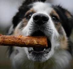 Nothing to hide Collegan Dog Chews (2", Beef)