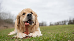 Bamboodles Y-Bone Dog Chew Toy | Bacon Flavour | Durable Chew for Small Dogs | Long Lasting Natural Dog Toy to Help Support Healthy Chewing