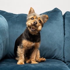 Bamboodles Puppy chews with Chicken flavour - for aggressive little chewers